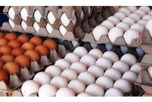 7000 تن تخم مرغ در بابل تولید شد/ تولید 860 میلیاردی