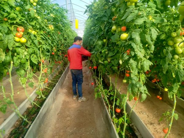 تأمین ۹۰۸ هزار لیتر سوخت اضطراری برای پایداری تولید در گلخانه‌های جلفا
