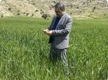 کهگیلویه و بویراحمد در مسیر ثبت رکورد تولید گندم