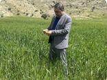 کهگیلویه و بویراحمد در مسیر ثبت رکورد تولید گندم