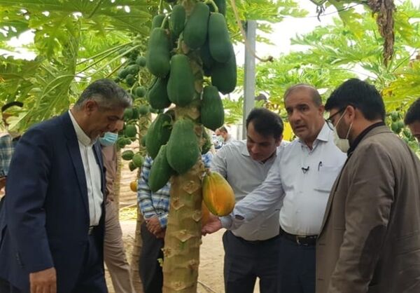 ۸۰۰۰ میلیارد تومان در حوزه بیمه کشاورزان مصوب شد