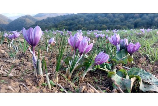 اولین کارخانه زعفران مازندران در ساری احداث می‌شود