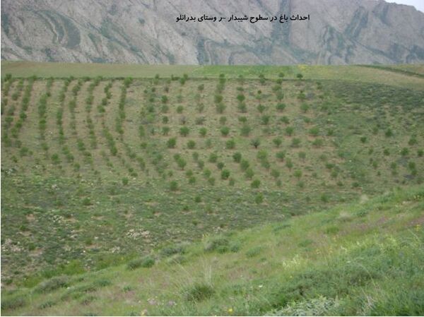 توسعه باغات و گیاهان دارویی در اراضی شیبدار خراسان شمالی