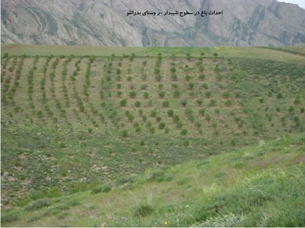 توسعه باغات و گیاهان دارویی در اراضی شیبدار خراسان شمالی