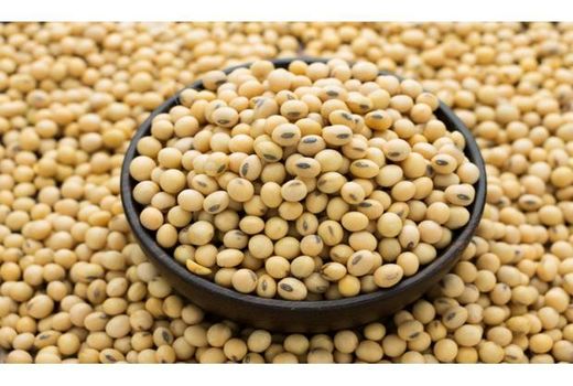 تولید 2300 تنی سویا در نکا