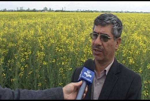افزایش سطح کشت کلزا در شهرستان گلپایگان