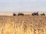 اجرای کشت جهش تولید در ۲۲۱ هزار هکتار از اراضی کردستان
