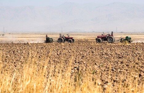 اجرای کشت جهش تولید در ۲۲۱ هزار هکتار از اراضی کردستان
