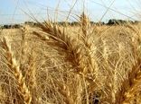 خرید سالانه بیش از ۵۰ درصد گندم مازاد استان توسط تعاونی‌ها 