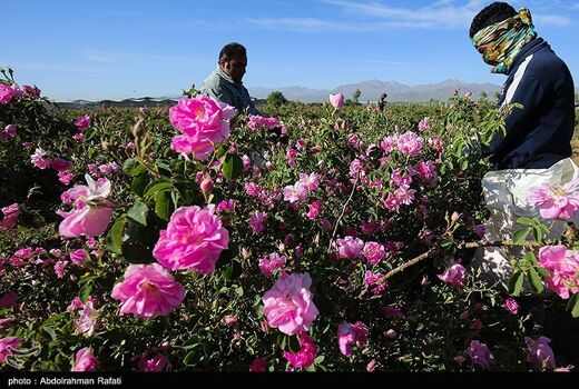 امسال ۷هزار تن انواع محصولات دارویی جمع‌آوری می‌شود