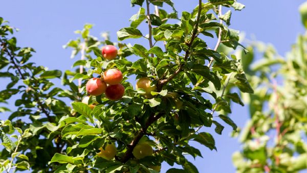 ۱۵بهمن آخرین فرصت بیمه‌پذیری باغات چهارمحال و بختیاری