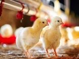 جوجه‌ریزی ۴.۲ میلیون قطعه در مهرماه مرغداری‌های استان قزوین