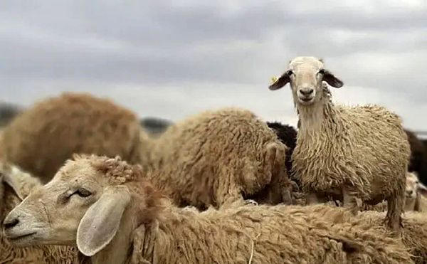 شناسایی ژن‌های سازگاری در دام‌های بومی پاسخ علمی به چالش تغییر اقلیم