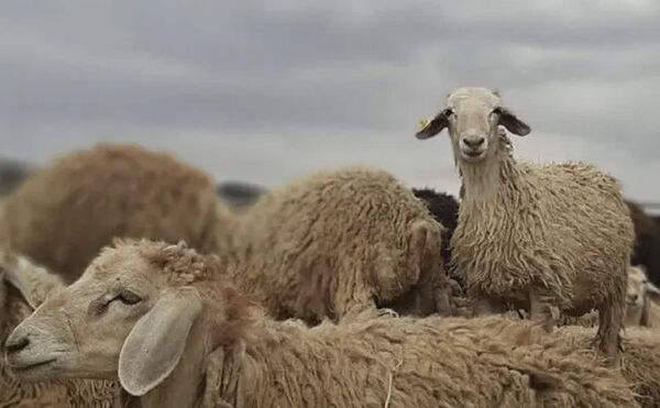 شناسایی ژن‌های سازگاری در دام‌های بومی پاسخ علمی به چالش تغییر اقلیم