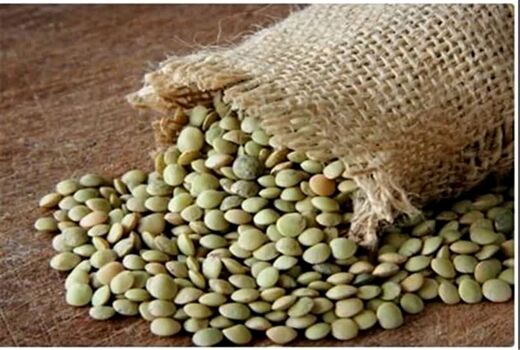برداشت بیش از یک هزار و 200 تن عدس از مزارع دیم استان قزوین