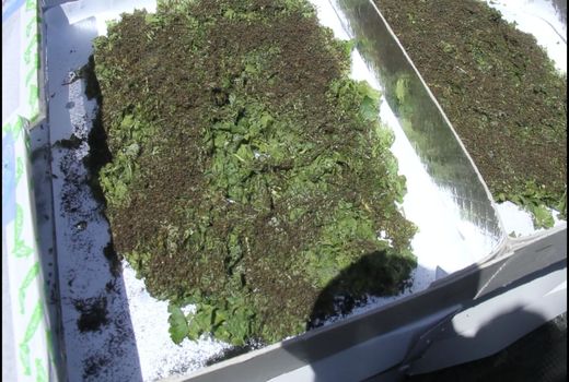  ۱۶ جعبه لارو نوغان در شهرستان سامان توزیع شد 