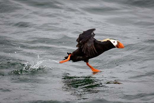تصویر منتخب حیات‌وحش