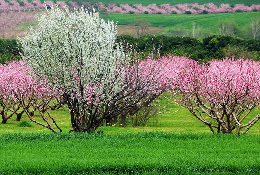 تسریع در سنددار شدن زمین‌های کشاورزی خراسان‌شمالی