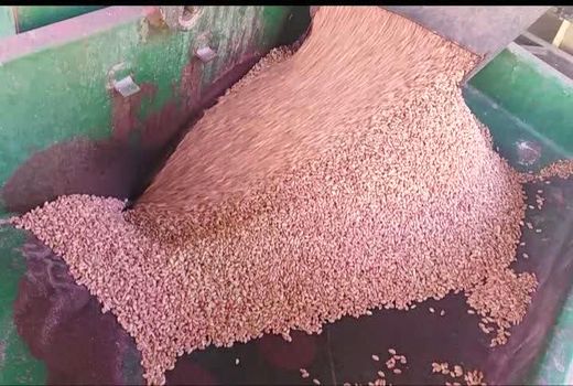 700 تن بذر گندم آبی اصلاح شده بین کشاورزان چهارمحال و بختیاری توزیع می شود