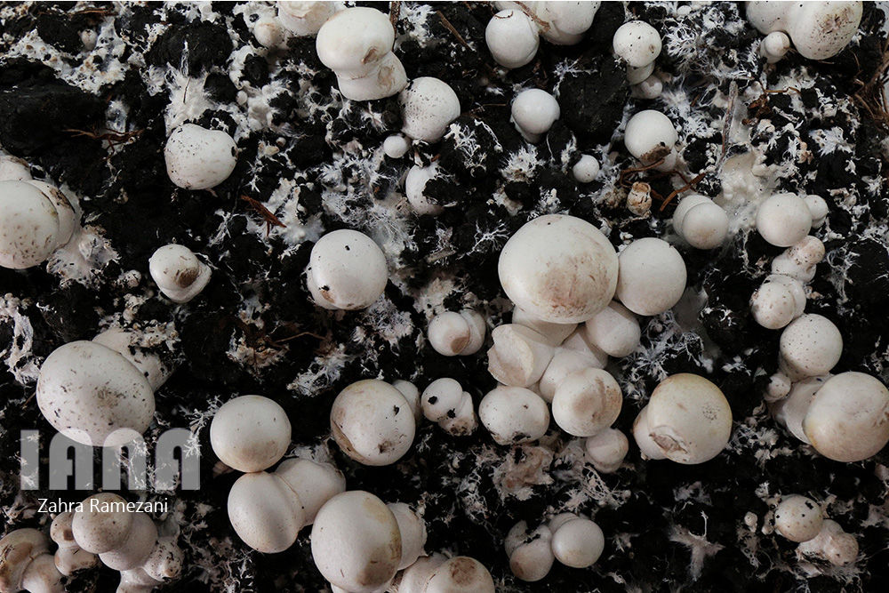 سومین نمایشگاه بین‌المللی‌ باغبانی