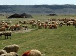 کرونا کوچ بهاره عشایر سیستان وبلوچستان را به تعویق انداخت