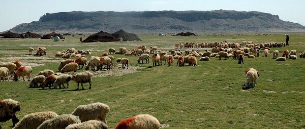 کرونا کوچ بهاره عشایر سیستان وبلوچستان را به تعویق انداخت