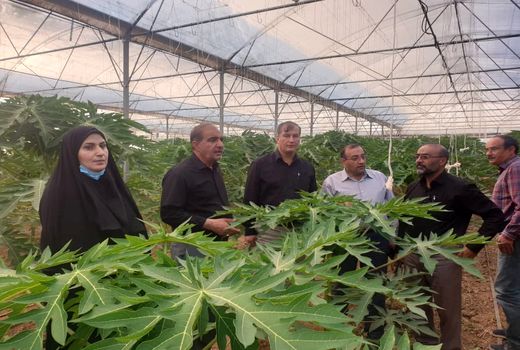 دهاقان پیشرو در تولیدات گلخانه‌ای در کشور