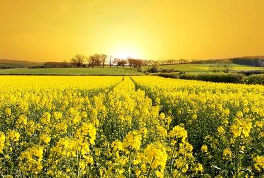 کشت کلزا از ضرورت تا حمایت