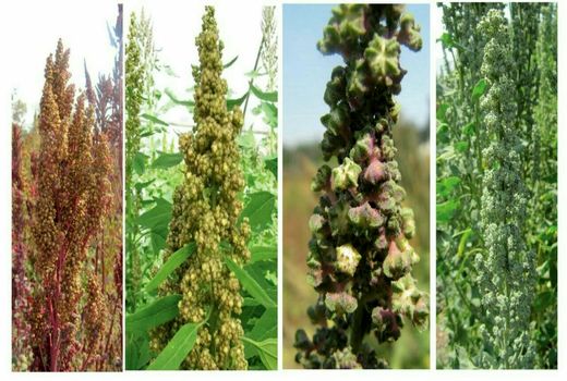 کاشت گیاه کینوا در مزارع کشاورزی شهرستان بویین زهرا