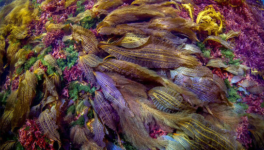 حیات‌وحش در آب‌های ژاپن 