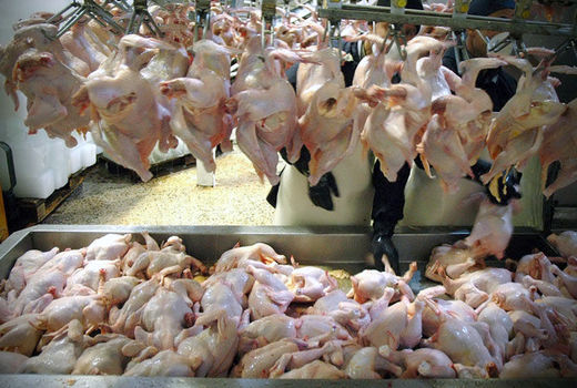 آغاز صادرات مرغ پس ازاعلام عاری‌بودن ایران از آنفوآلانزا
