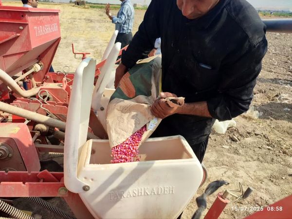 کشت مستقیم ذرت در شهرستان کازرون