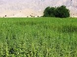کشت کنجد ناشکوفا در شهرستان پارس آباد
