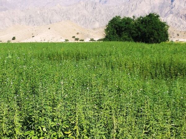 کشت کنجد ناشکوفا در شهرستان پارس آباد