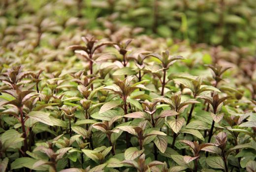 کشت نشا گیاهان دارویی_ شهرستان شهرکرد