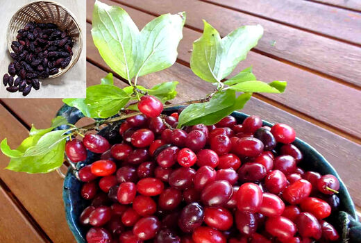  رتبه دوم آذربایجان شرقی در تولید زغال اخته در کشور