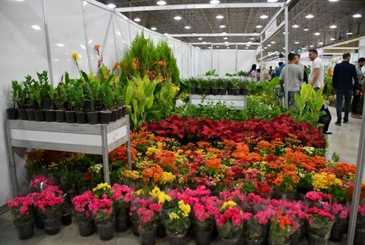 تولید سالانه بیش از ۹.۵ میلیون شاخه گل زینتی در آذربایجان شرقی