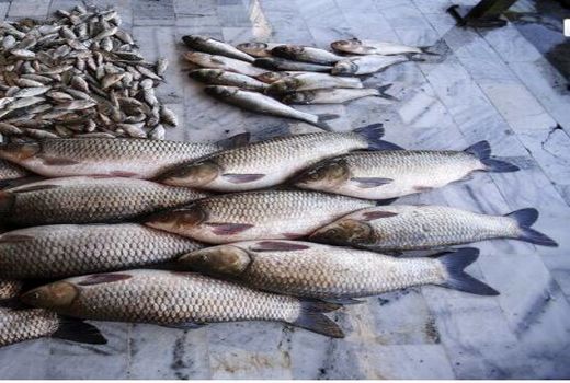 سال گذشته بیش از  612 هزار قطعه بچه ماهی در استخرهای شیروان رهاسازی شد