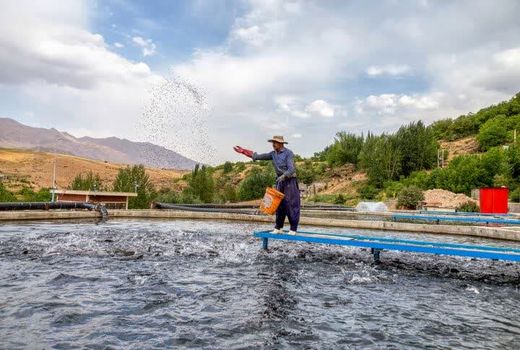 ماهیان سردآبی؛ زنجیره‌ای ارزشمند برای اقتصاد چهارمحال و بختیاری