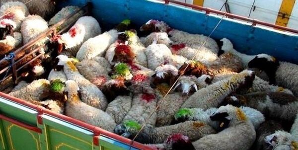 کشف و ضبط ۴۰۰ راس دام قاچاق در دهلران