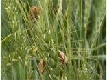 مشاهده پوره سن گندم در مزارع خراسان شمالی