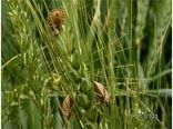 مشاهده پوره سن گندم در مزارع خراسان شمالی