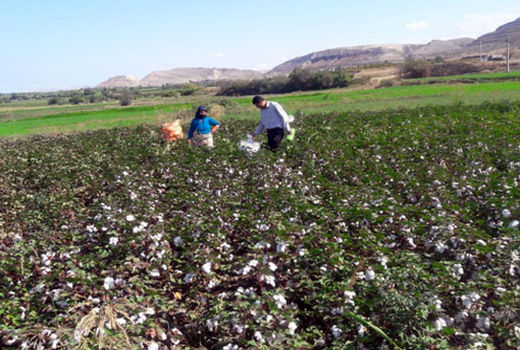 تولید 4 هزار تن وش پنبه در شهرستان خداآفرین از توابع استان آذربایجان شرقی 