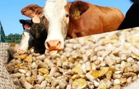 روش‌های سنتی پاسخگوی نیاز غذایی جهان نیست