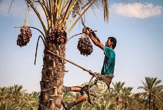 برداشت خرما، رطب و خارک تسریع شود