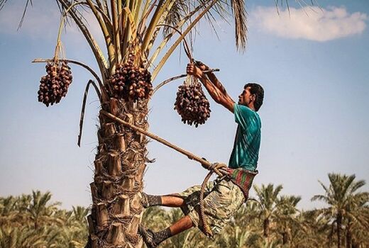 برداشت خرما، رطب و خارک تسریع شود