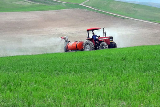 آغاز مبارزه با آفت سن گندم در شهرستان ویژه میانه