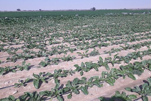 روستای نمونه در اجرای آبیاری نوین در خنج 