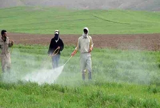  محلول پاشی مزارع طرح جهش تولید در دیم زارها در شهرستان ورزقان