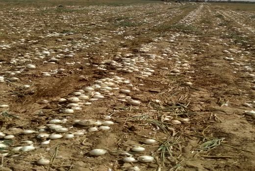 آغاز برداشت پیاز از اراضی شهرستان دهلران 